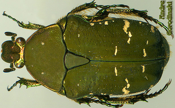 http://www.gorodinski.ru/cetoniidae/Cetonia angulicollis.jpg